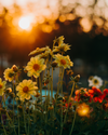 Florales